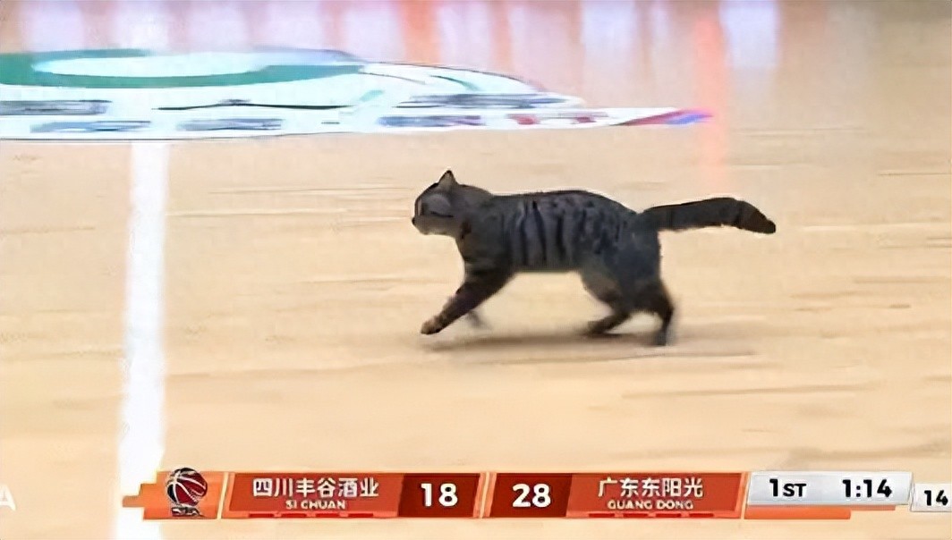 5+3! Trần Quốc Hào đánh bại đội bóng cũ một cách áp đảo! Một điều khoản kỳ lạ khác trong CBA ra đời